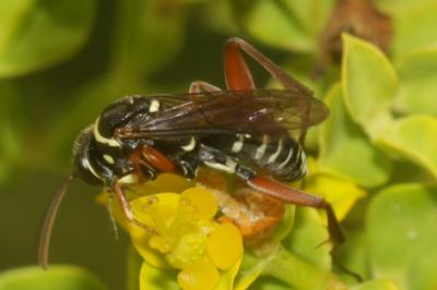  Ceropales cribrata Costa, 1881