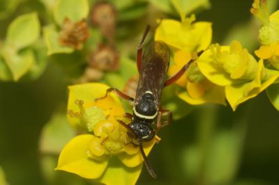  Ceropales cribrata Costa, 1881