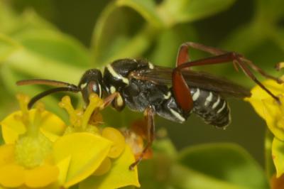  Ceropales cribrata Costa, 1881