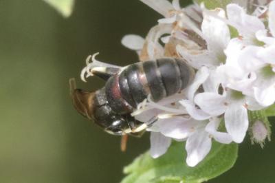  Hylaeus variegatus (Fabricius, 1798)