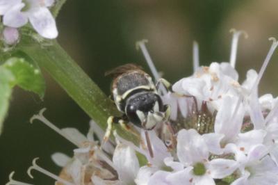  Hylaeus variegatus (Fabricius, 1798)