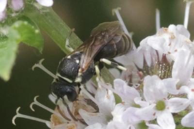  Hylaeus variegatus (Fabricius, 1798)