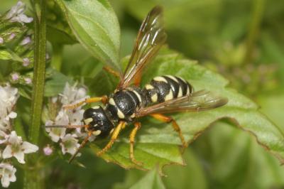  Cerceris interrupta (Panzer, 1799)