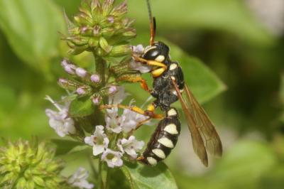  Cerceris interrupta (Panzer, 1799)