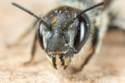  Osmia caerulescens (Linnaeus, 1758)