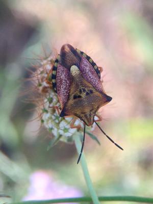  Carpocoris mediterraneus Tamanini, 1959