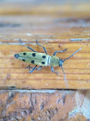 Clyte poilu Chlorophorus glabromaculatus (Goeze, 1777)