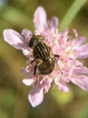  Eristalinus sepulchralis (Linnaeus, 1758)