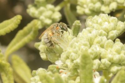  Vestitohalictus pollinosus (Sichel, 1860)