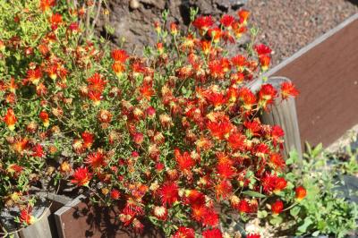  Drosanthemum bicolor
