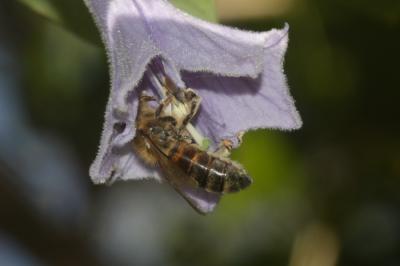 Abeille domestique, Abeille européenne, Abeille me Apis mellifera Linnaeus, 1758