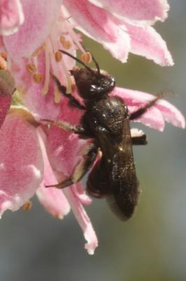  Andrena pilipes Fabricius, 1781