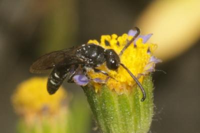  Sapyga quinquepunctata (Fabricius, 1781)