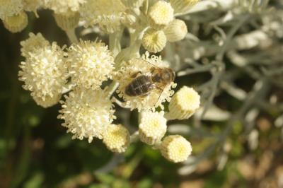 Abeille domestique, Abeille européenne, Abeille me Apis mellifera Linnaeus, 1758