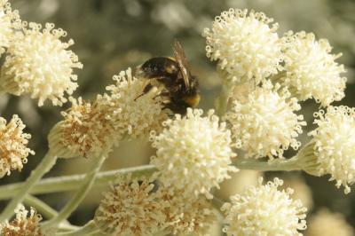 Bourdon terrestre (Le) Bombus terrestris (Linnaeus, 1758)