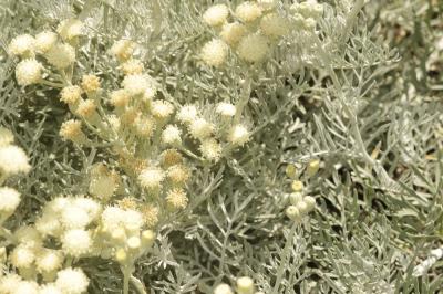  Senecio vira vira