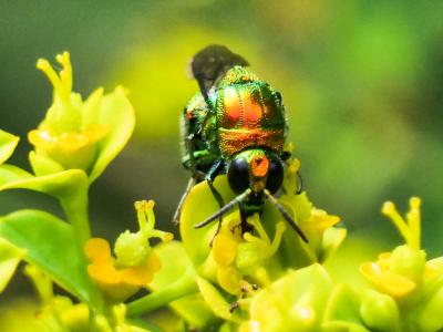  Stilbum cyanurum (Forster, 1771)