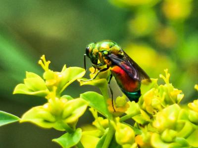  Stilbum cyanurum (Forster, 1771)