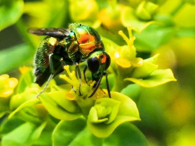  Stilbum cyanurum (Forster, 1771)