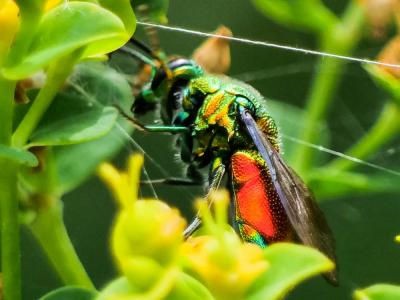  Stilbum cyanurum (Forster, 1771)