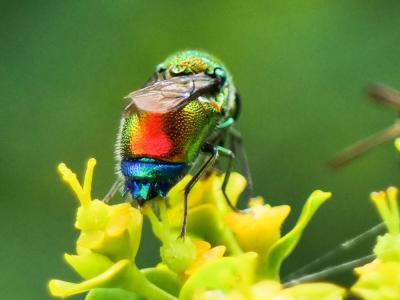  Stilbum cyanurum (Forster, 1771)