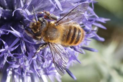  Megachile maritima (Kirby, 1802)