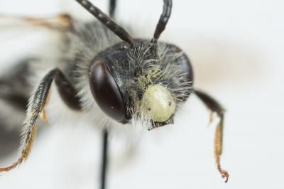  Andrena humilis Imhoff, 1832