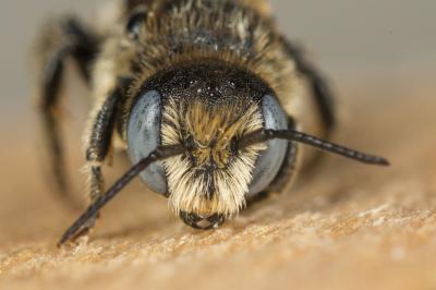  Osmia spinulosa (Kirby, 1802)