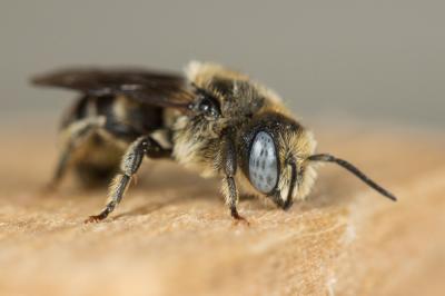  Osmia spinulosa (Kirby, 1802)