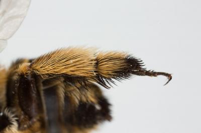 Amégille bavarde Amegilla garrula (Rossi, 1790)