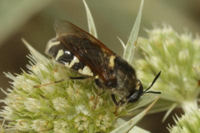  Stratiomys singularior (Harris, 1776)