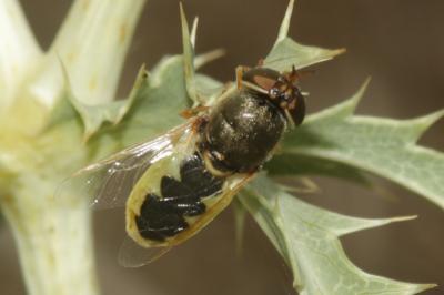  Odontomyia angulata (Panzer, 1798)