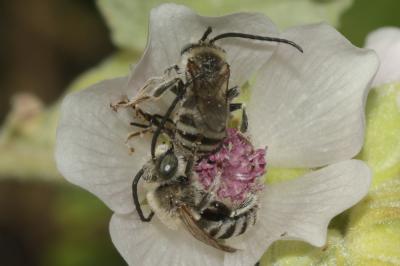 Eucère naine Tetraloniella nana (Morawitz, 1874)