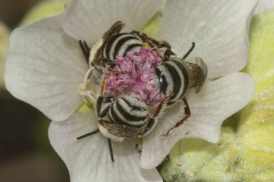 Eucère naine Tetraloniella nana (Morawitz, 1874)