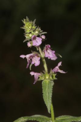 Épiaire des marais, Ortie bourbière Stachys palustris L., 1753