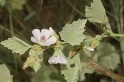Guimauve officinale, Guimauve sauvage Althaea officinalis L., 1753