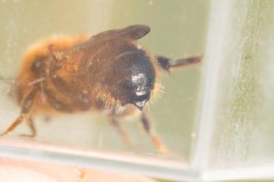  Hoplitis tridentata (Dufour & Perris, 1840)