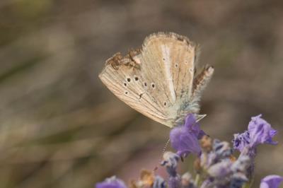 Sablé provençal (Le) Polyommatus ripartii (Freyer, 1830)