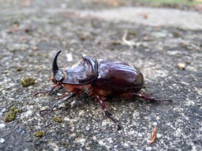  Oryctes nasicornis corniculatus A. Villa & G.B. Villa, 1833