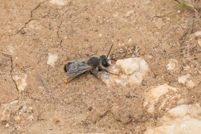  Megachile rufescens (Pérez, 1879)