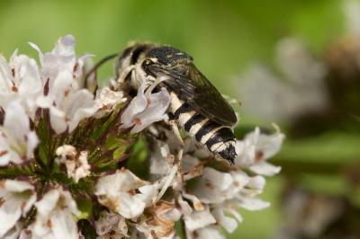  Coelioxys obtusa Pérez, 1884