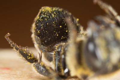  Osmia signata Erichson, 1835