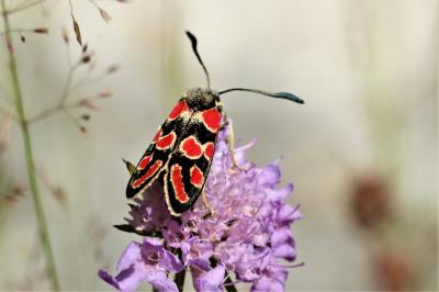Zygène du Sainfoin (La),Zygène de la Carniole (La) Zygaena carniolica (Scopoli, 1763)
