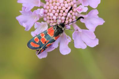 Zygène du Sainfoin (La),Zygène de la Carniole (La) Zygaena carniolica (Scopoli, 1763)