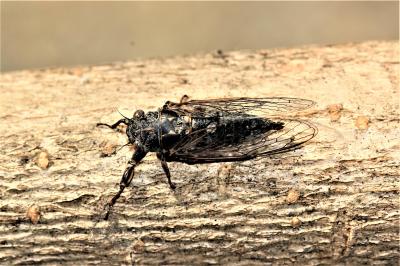 Cigalette pygmée (la) Tettigettula pygmea (Olivier, 1790)