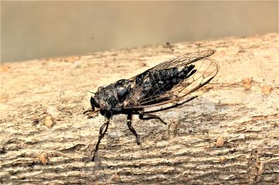 Cigalette pygmée (la) Tettigettula pygmea (Olivier, 1790)