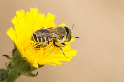  Osmia signata Erichson, 1835