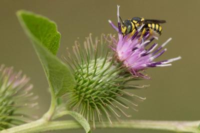  Pseudoanthidium scapulare (Latreille, 1809)