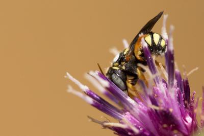  Pseudoanthidium scapulare (Latreille, 1809)