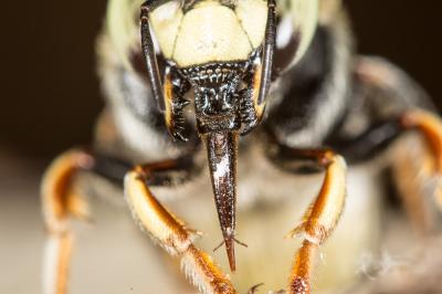  Anthidium diadema Latreille, 1809